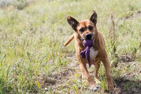 A dog plays with a toy at the dog park in Canmore