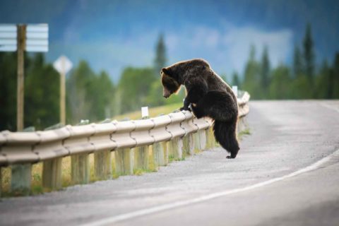 A bear crosses the guard rail on a highway in the mountains as an example of human impact on wildlife from WildSmart