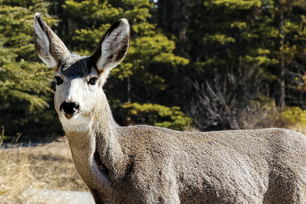 Bow-Valley-Hikes-Lake-Minnewanka-&-Fenland-Trail-KS-0082