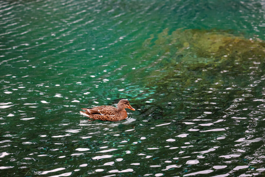 Explore-Bow-Valley-Trails-Grassi-Lakes-KS-0072