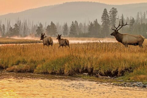 Wild Elk in Banff under smoky skies.