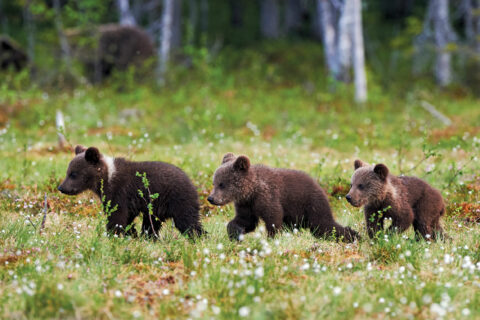 Three bears represent Bear Day, one of the upcoming events in the Bow Valley