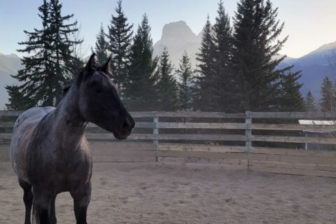 A blue roan horse stands in the round pen with Three Sisters mountain in the background at the BVRA
